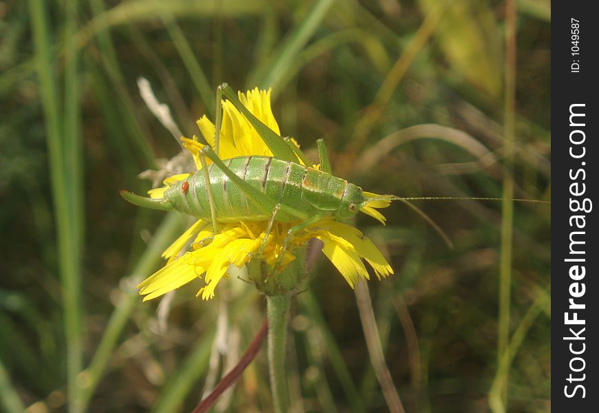 Grasshopper on flower