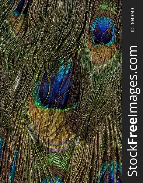 Peacock feathers, Close-up