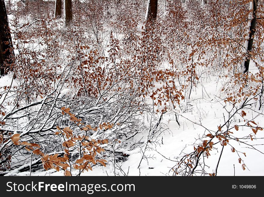 Winter Path