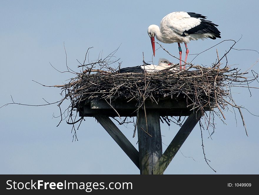 Storks on a nest