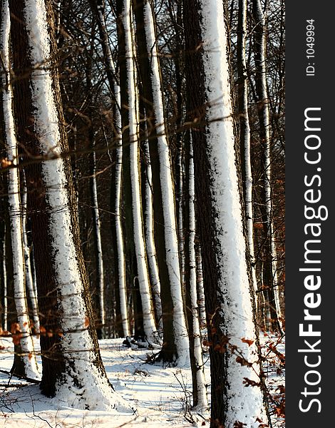 Winter sceneries in denmark, in a forest. Winter sceneries in denmark, in a forest