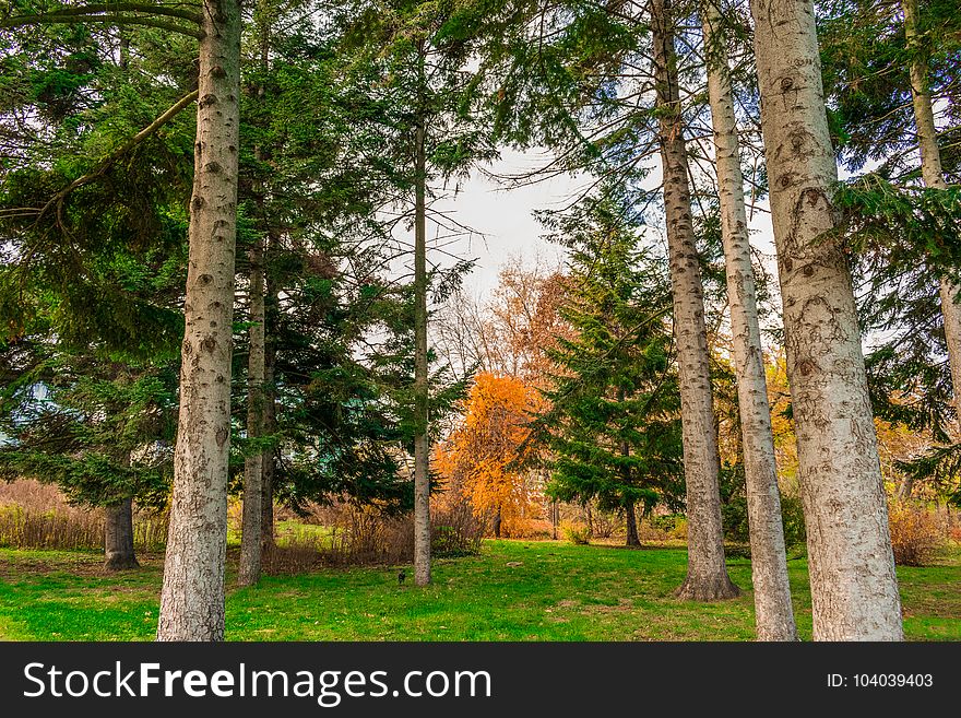 It`s a story About the end while and the forests is are golden And feel as they approach early winter. It`s a story About the end while and the forests is are golden And feel as they approach early winter