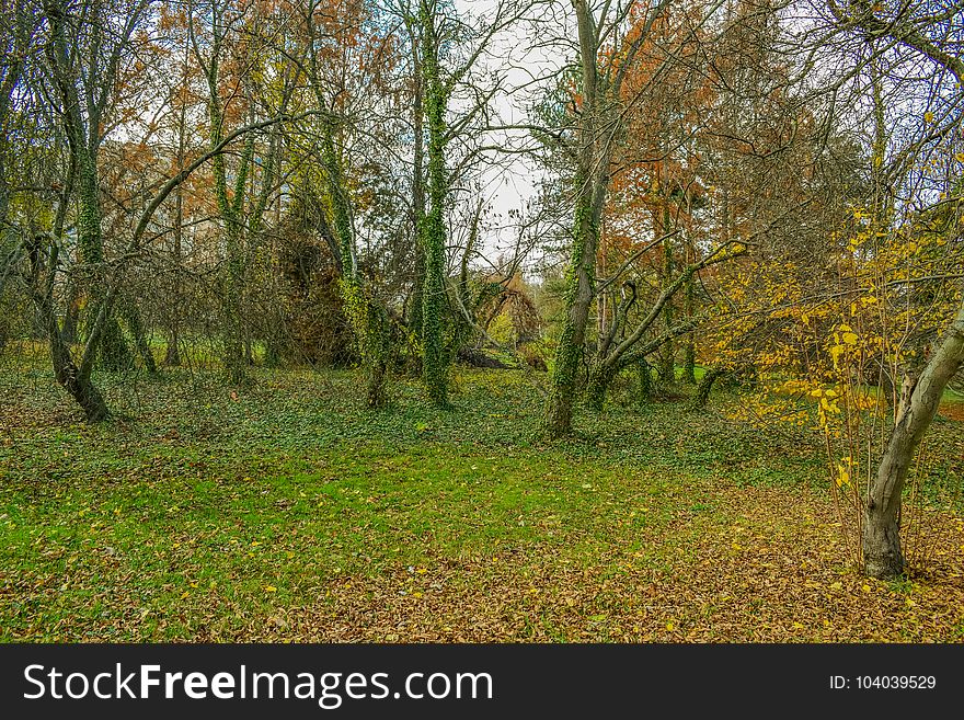 End of the golden autumn