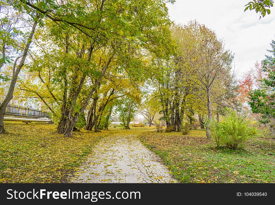 It`s a story About the end while and the forests is are golden And feel as they approach early winter. It`s a story About the end while and the forests is are golden And feel as they approach early winter