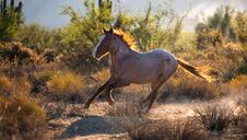 Wild Mustang Horse Running Royalty Free Stock Image