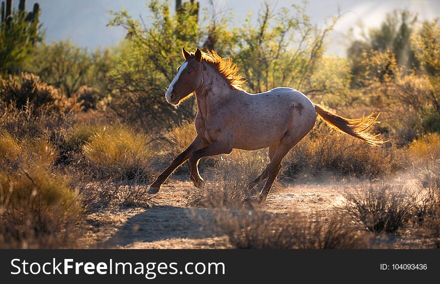 Mustang wild horse running in the desert. Backlit picture in morning sunlight. Mustang wild horse running in the desert. Backlit picture in morning sunlight.