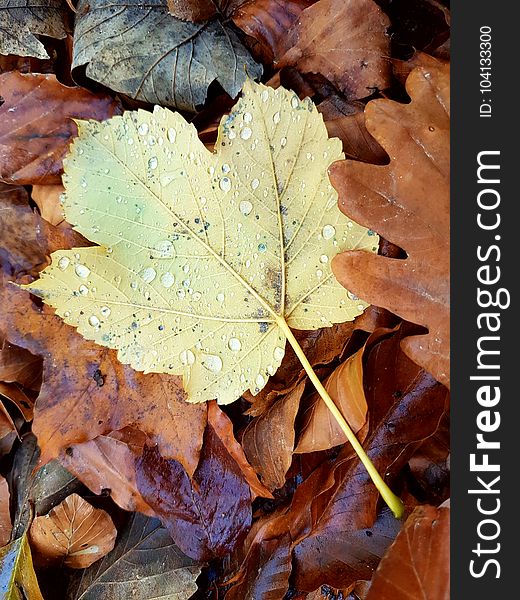 Unlocked Mobile Wallpaper Autumn Leaves