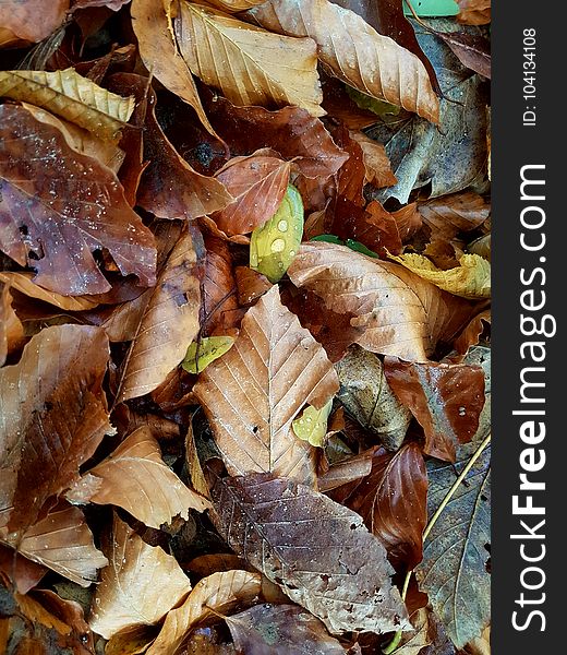 Locked Mobile Wallpaper Autumn Leaves