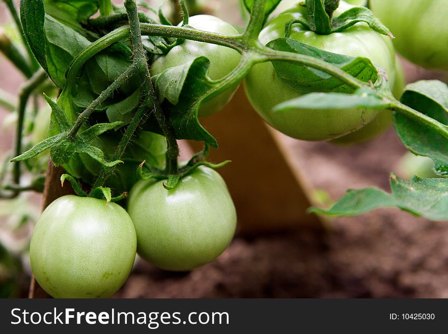 Close-up photo of green growing tomatoes. Close-up photo of green growing tomatoes