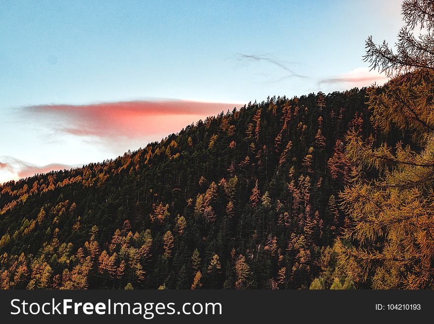 Aerial View of Forest during Sunset