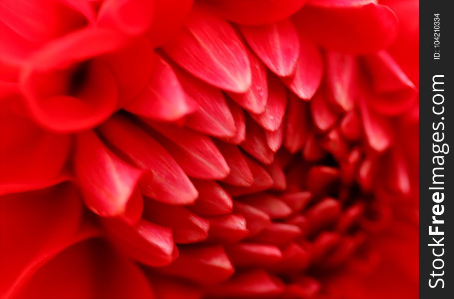 Macro Photography Of Red Dahlia Flower