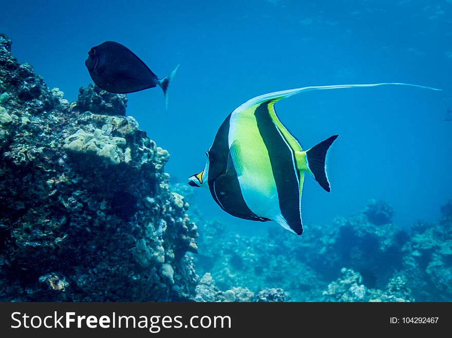 Reef fish of Hawaii