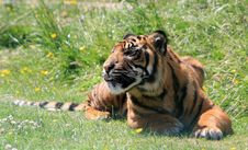 Tiger Cub Animal Royalty Free Stock Photo