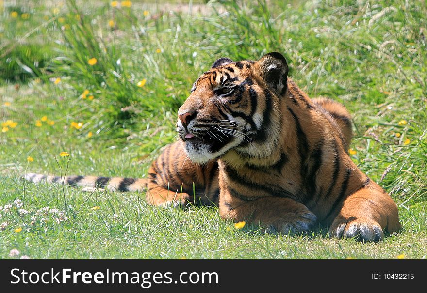 Tiger Cub Animal