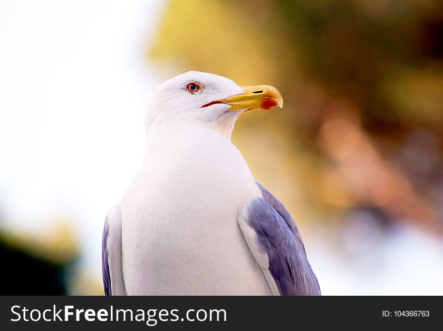 Micro Photography of White and Grey Bird