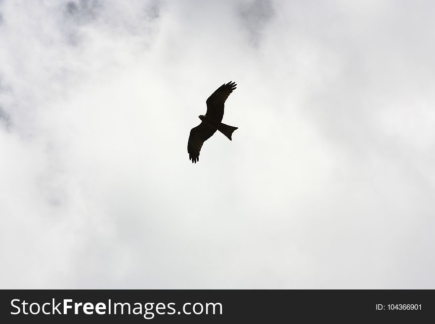 Silhouette Of Bird Flying