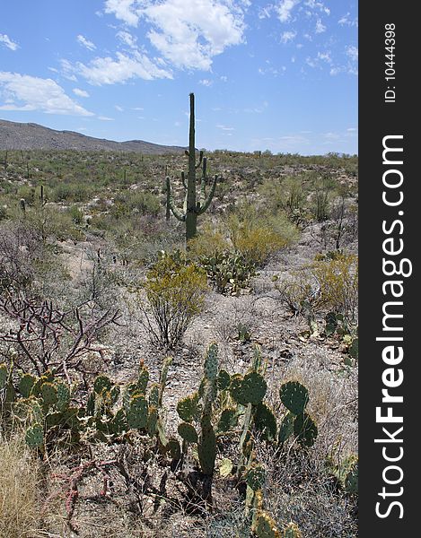 Two of Arizona's famous cacti are seen here. The Prickly Pear is in the foreground, and in the background is the Saguaro. Two of Arizona's famous cacti are seen here. The Prickly Pear is in the foreground, and in the background is the Saguaro.