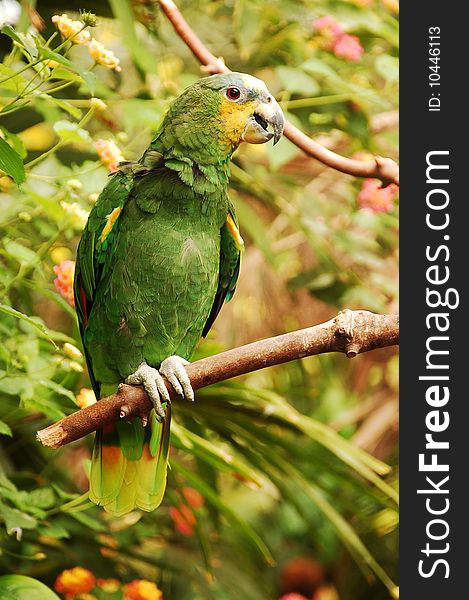 Orange winged Amazon parrot sitting on branch