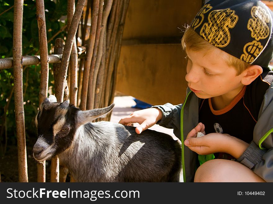 Young boy touching with hand young kid goat. Young boy touching with hand young kid goat