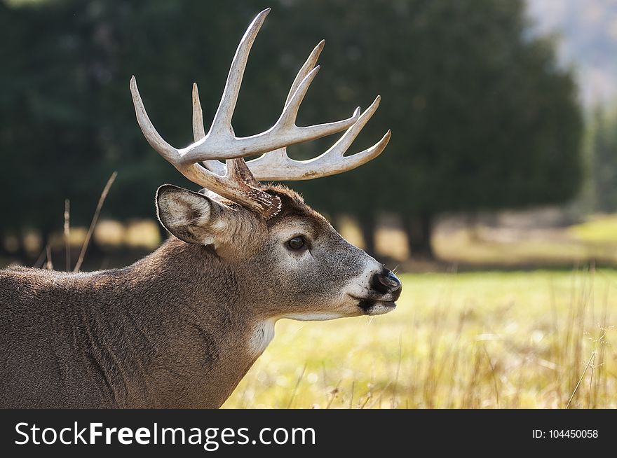 Selective Focus Photography Of Brown Buck On Grass Field