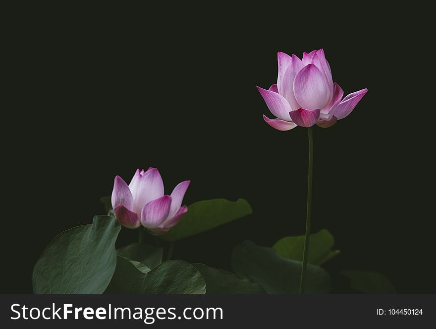 Close-up Photography of Lotus
