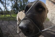 The Big Head Of The Dog Looks Through The Wired Fence Royalty Free Stock Photo