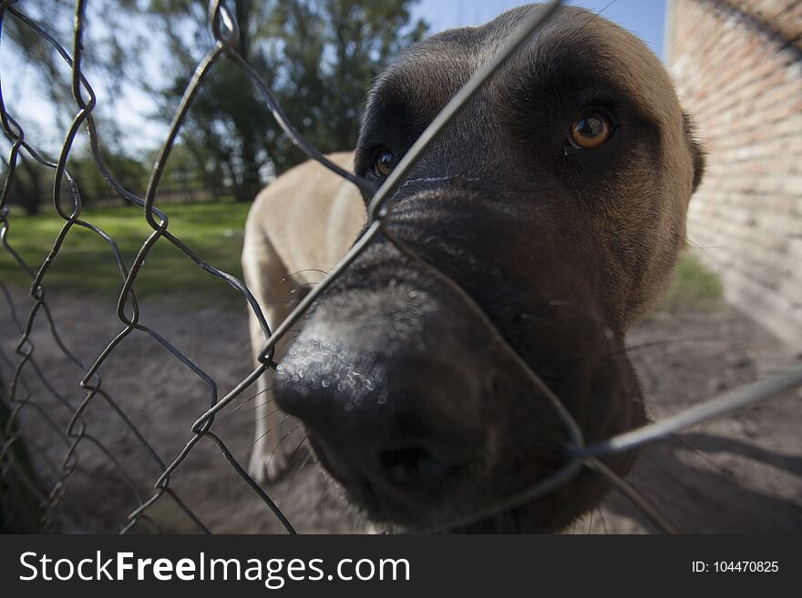 The big head of the dog looks sadly through the wired fence