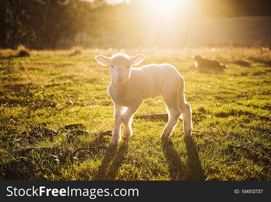 Shallow Focus Photography Of White Sheep On Green Grass