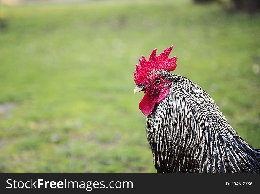 Portrait Of Black And White Rooster