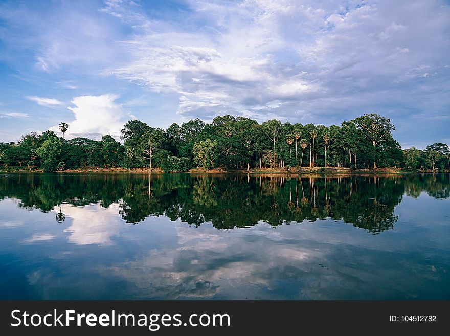 Scenic Photography of Trees