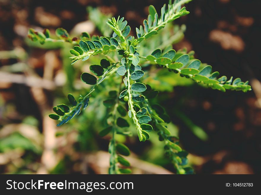 Shallow Focus Photography Of Green Plant