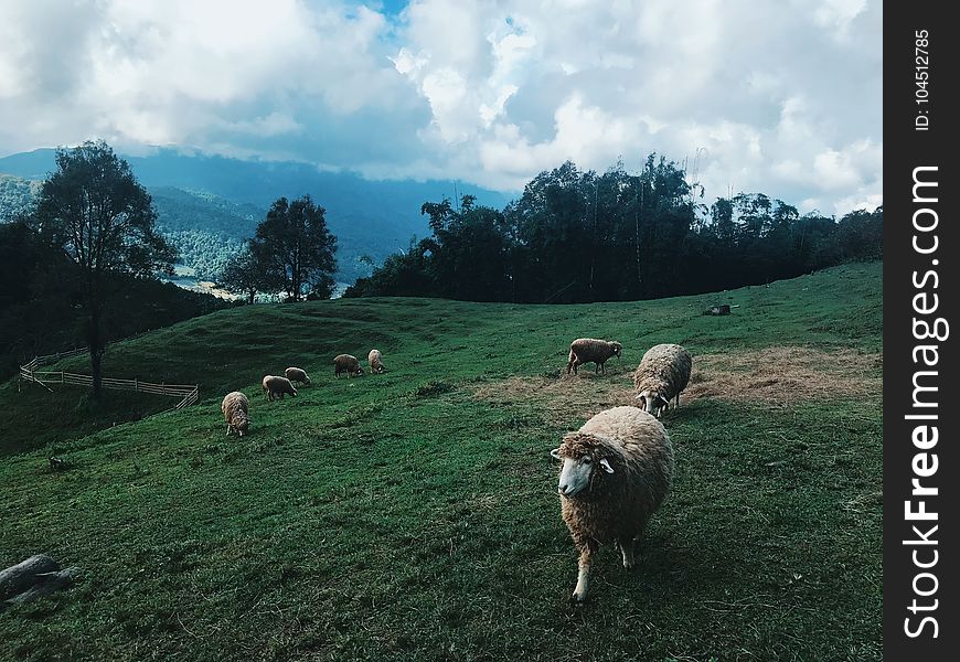 Group of Sheep at the Field