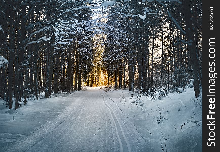 Landscape Photography Of Snow Pathway Between Trees During Winter