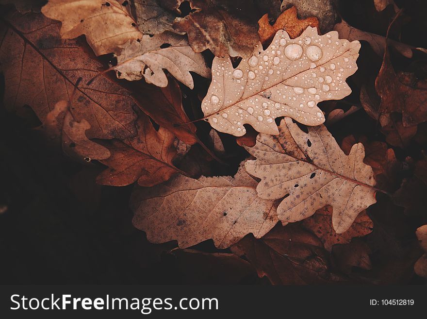 Withered Leaves Photo