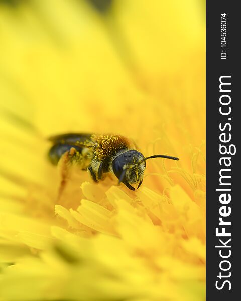 Wasp collect pollen on yellow dandelion macro photo vertical