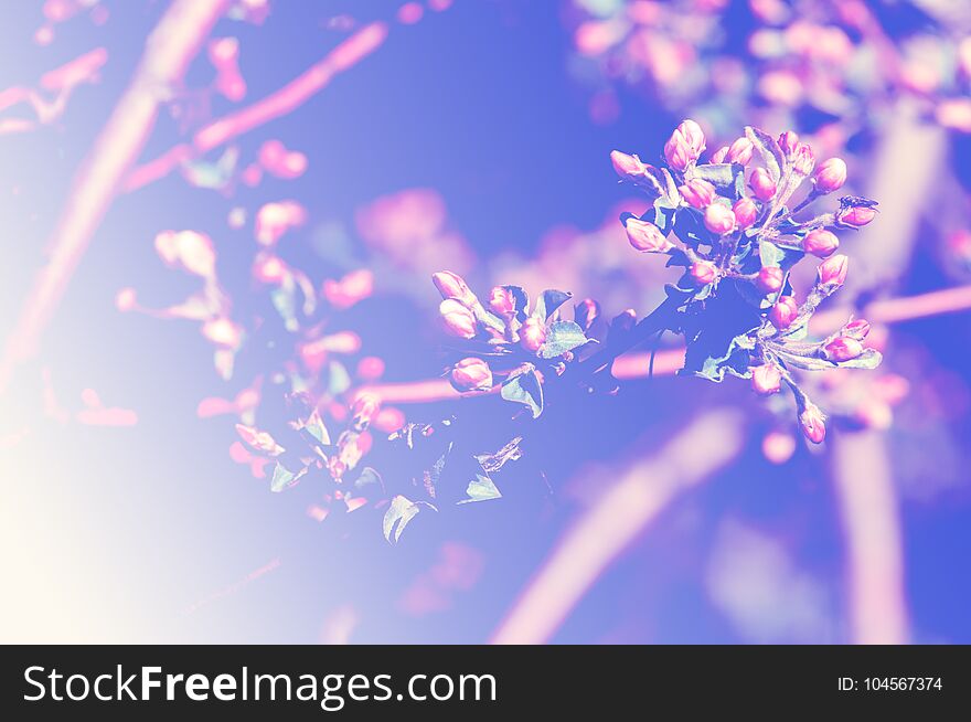 Buds of unblown fruit tree, apple blossom red