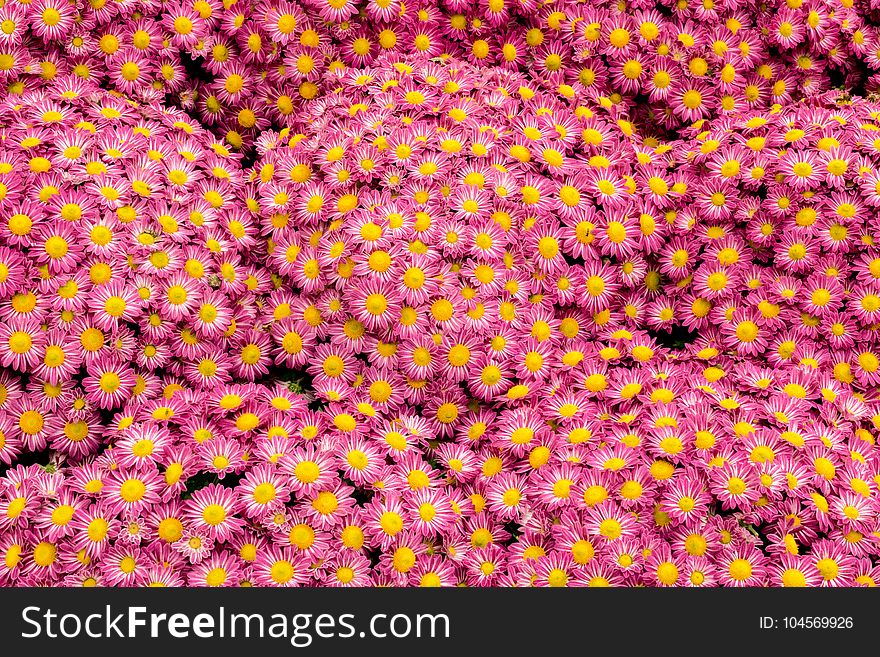 Pink Marguerite Daisy Flowers