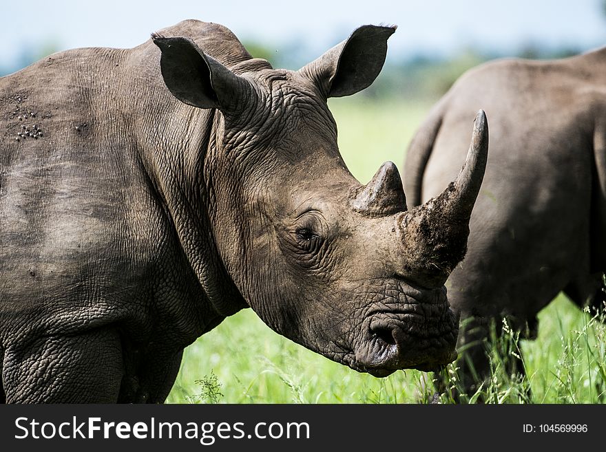 Gray Rhino in Macro Photography