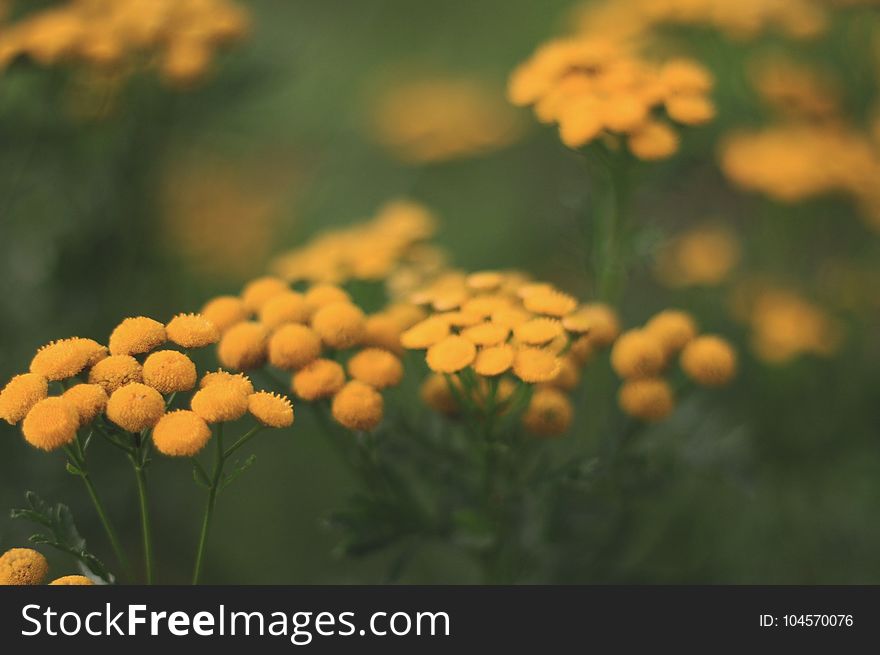 Selective-focus Photography Of Yellow Flowers