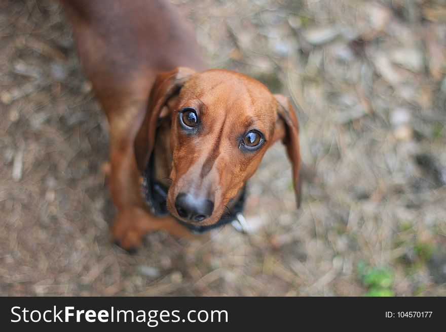 Selective Focus Photography of Dachshund