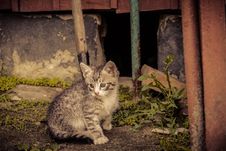 Cute Grey Kitten Retro Stock Images