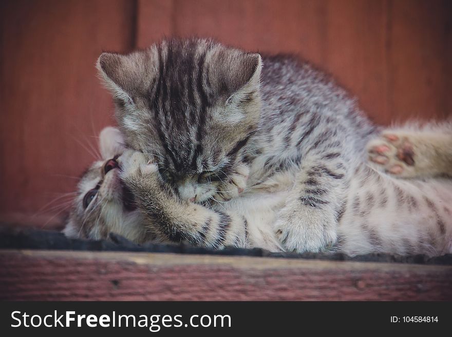 Adorable little grey striped kitten portrait outside, filtered. Adorable little grey striped kitten portrait outside, filtered.