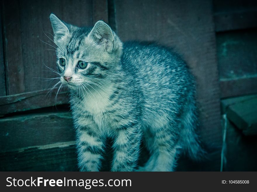 Adorable little grey striped kitten portrait outside, filtered. Adorable little grey striped kitten portrait outside, filtered.