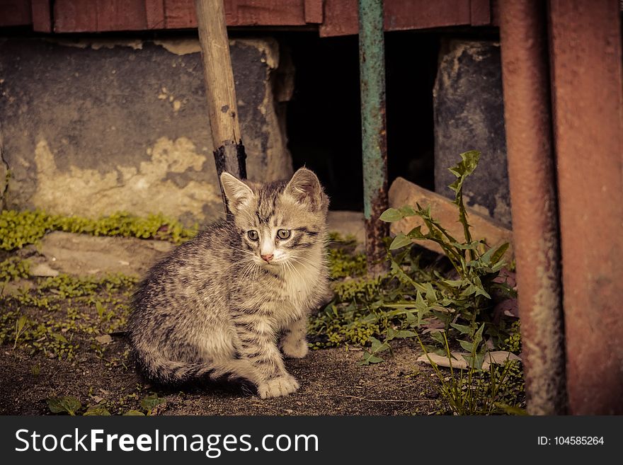 Adorable little grey striped kitten portrait outside, filtered. Adorable little grey striped kitten portrait outside, filtered.