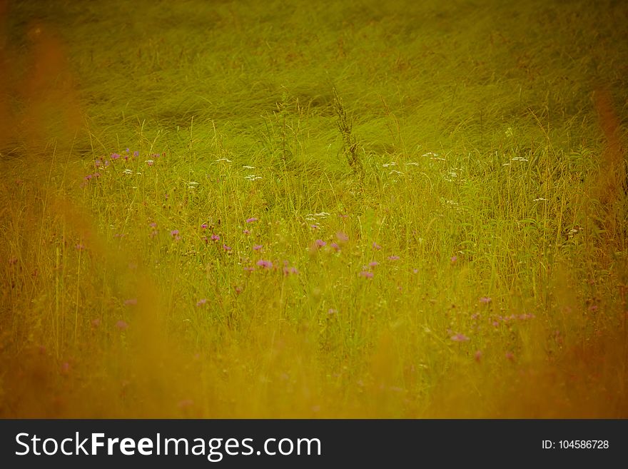 Fresh green grass, filtered nature background, lawn close up. Fresh green grass, filtered nature background, lawn close up.