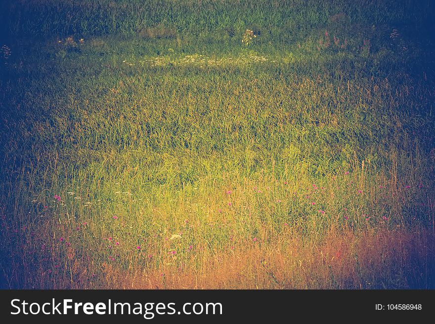 Fresh green grass, filtered nature background, lawn close up. Fresh green grass, filtered nature background, lawn close up.