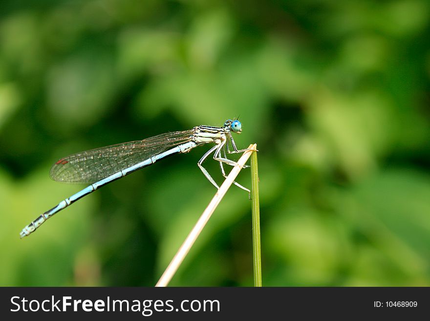 Blue dragonfly on green background.