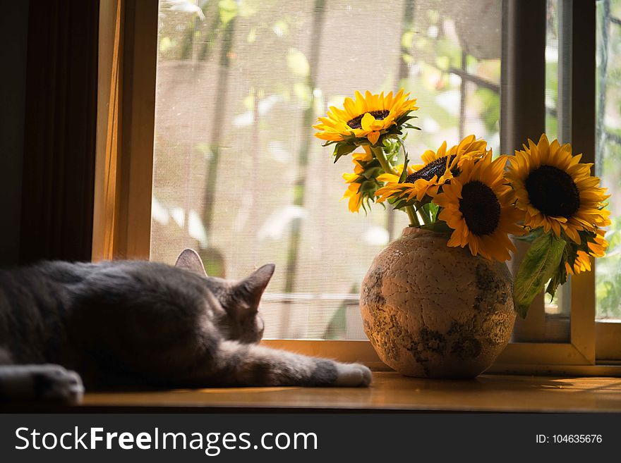 Gray Cat Near Gray Vase With Sunflower