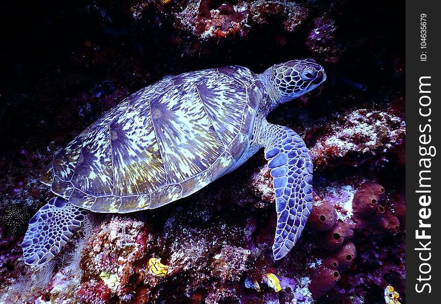 Underwater Photography Of Brown Sea Turtle