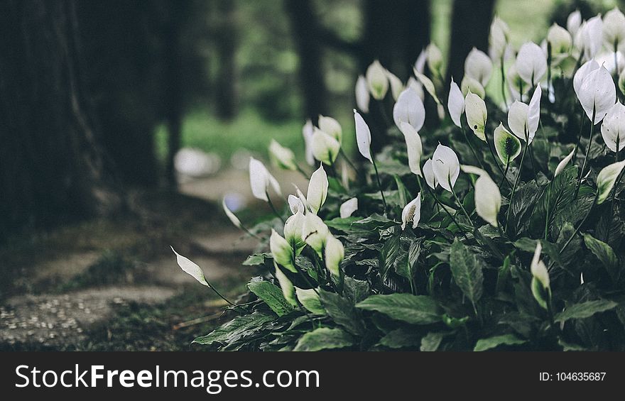 White Anthorium Flowers Near Brown Soil In Tilt Shift Lens Photography